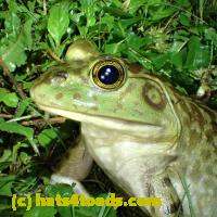 /home//u458753944/public_html/sourcegallery//Frogs/More bullfrogs/P6020111.JPG